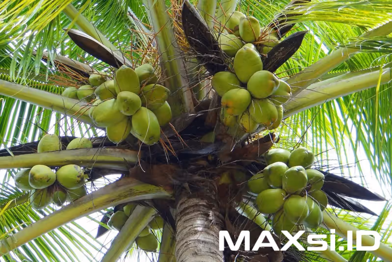 Cara Mempercepat Pembuahan Kelapa Dalam